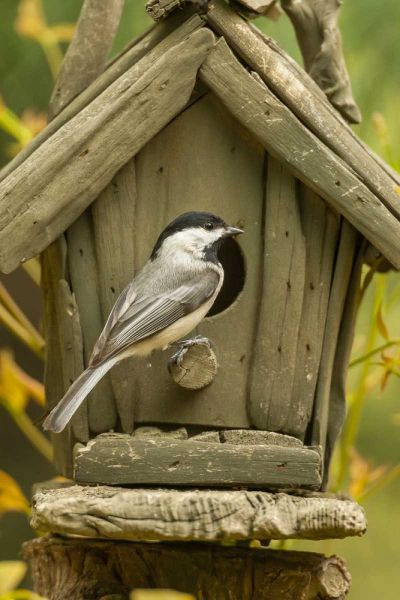 North Carolina, Carolina chickadee at birdhouse